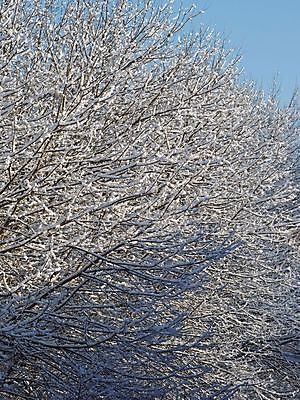 포토 JPG 해외이미지 나무 식물 백그라운드 겨울 자연 사람없음 추위 흰색 장면 해외포토 계절 컬러 생태계 파일형식 이미지허브