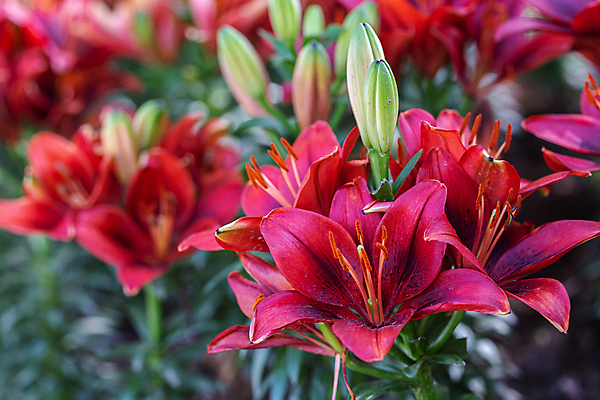 포토 JPG 해외이미지 식물 1 꽃잎 꽃 과학 백그라운드 잎 꽃무늬 패턴 자연 휴가 사람없음 빨간색 세로 초록색 컬러풀 노란색 머리 정원 검은색 어둠 봄 손상 벚꽃 나뭇가지 용 신선 개화 오브젝트 싱글 진홍색 내추럴 해외포토 나무 계절 컬러 컨셉 무늬 신체부위 생태계 파일형식 이미지허브