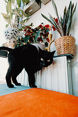 포토 JPG 해외이미지 동물 응시 종이 얼굴 분홍색 장난 포유류 수염 털 사람없음 반려동물 노란색 머리 우주 검은색 고양이 공백 할로윈 관찰 구멍 모피 호기심 코 노려봄 숨김 고립 주목 해외포토 시선 감정 컬러 컨셉 모션 표정 신체부위 파일형식 이미지허브