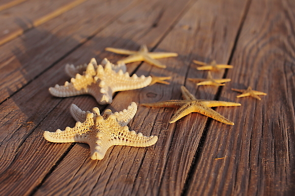 포토 JPG 해외이미지 주간 불가사리 사람없음 야외 나무바닥 해외포토 자연요소 극피동물 바닥 파일형식 이미지허브