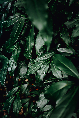 포토 JPG 해외이미지 백그라운드 잎 자연 사람없음 초록색 소프트포커스 해외포토 식물 컬러 촬영기법 생태계 파일형식 이미지허브