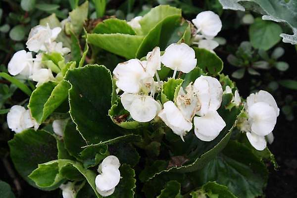 포토 JPG 해외이미지 식물 접시 꽃 음식 백그라운드 꽃무늬 비즈니스 탁자 추상 주택 사람 앉기 사람없음 초록색 사무실 알약 장미 파티 정원 방 회색 에너지 닫기 작음 고립 해외포토 식기 컬러 가구 무늬 모션 이벤트 건물 약 크기 파일형식 이미지허브