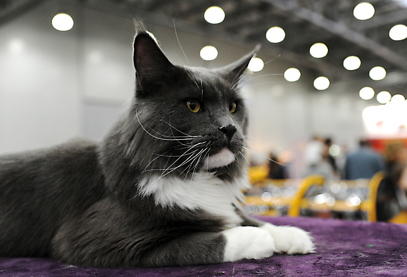 포토 JPG 해외이미지 동물 1 응시 공원 백그라운드 포유류 거리 털 사람 이벤트 사람없음 빨간색 반려동물 세일 고양이 경쟁 전시 흰색 전시회 쇼 새장 얼룩무늬 주인 노숙자 기르기 무료 시범 우울증 헬프 해외포토 시선 공공시설 컬러 컨셉 무늬 도움 질병 돌봄 케이지 파일형식 이미지허브