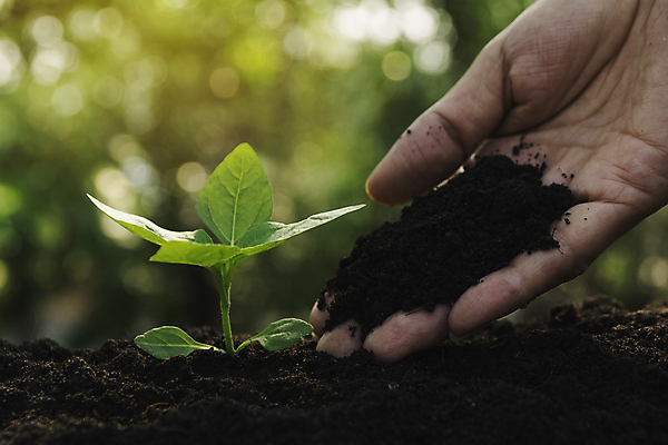 포토 JPG 해외이미지 나무 식물 1 계절 백그라운드 컨셉 잎 농업 채소 비즈니스 자연 새로움 씨앗 사람없음 초록색 물 빛 농장 새싹 환경 정원 흙 봄 성장 아기 신선 그룹 숲 작음 땅 원예 먼지 땅바닥 모종 생태학 심기 처음 해외포토 자연요소 교육 산업 컬러 모션 바닥 사람 취미 크기 생태계 파일형식 이미지허브