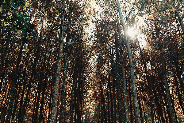 포토 JPG 해외이미지 주간 나무 자연 휴식 풍경 사람없음 야외 햇빛 평화 숲속 울창 경관 해외포토 자연요소 식물 컨셉 태양 숲 생태계 파일형식 이미지허브