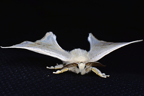 포토 JPG 해외이미지 동물 나비 곤충 날개 자연 안테나 사람없음 환경 직물 벌레 작음 실크 생물학 내추럴 동물상 해외포토 교육 통신 조형물 크기 생태계 파일형식 이미지허브