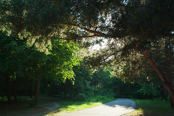 포토 JPG 해외이미지 나무 식물 계절 공원 도로 길 여행 백그라운드 잎 벤치 자연 하늘 휴가 거리 풍경 잔디 사람없음 야외 목재 초록색 여름 환경 정원 일몰 봄 산책 시골 도시 보행로 황금 저녁 오솔길 타운 내추럴 해외포토 공공시설 컬러 의자 재료 교통시설 휴식 노을 야간 생태계 파일형식 이미지허브