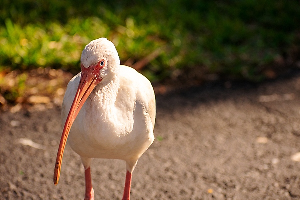 포토 JPG 해외이미지 동물 척추동물 남자 야생동물 파도 분홍색 날개 자연 조류 종류 사람없음 야외 빨간색 물 컬러풀 미국 흰색 닫기 깃털 부리 계산서 이국적 플로리다 해외포토 자연요소 바다 컬러 북아메리카 모션 사람 생태계 파일형식 이미지허브