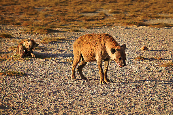 포토 JPG 해외이미지 동물 공원 여자 야생동물 새끼 백그라운드 포유류 아프리카 자연 엄마 아침 건조 웃음 사람없음 야외 빛 갈색 힘 일몰 아기 황무지 위험 사파리 질감 육식동물 갈기 사냥꾼 케냐 남쪽 내추럴 땅바닥 세렝게티 전국 탄자니아 해외포토 주간 직업 공공시설 나라 컬러 컨셉 가족 바닥 표정 사람 노을 방향 생태계 파일형식 이미지허브