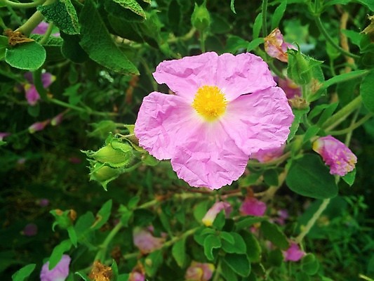 포토 JPG 해외이미지 식물 계절 공원 꽃잎 꽃 줄기 분홍색 백그라운드 잎 꽃무늬 자연 사람없음 초록색 여름 장미 노란색 정원 봄 벚꽃 나뭇가지 개화 개 자주색 엉덩이 다발 스위스 원예 꽃가루 부드러움 내추럴 해외포토 나무 공공시설 유럽 컬러 무늬 포유류 취미 신체부위 감각 가루 생태계 파일형식 이미지허브