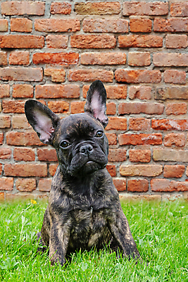 포토 JPG 해외이미지 동물 1 응시 행복 얼굴 새끼 포즈 하늘 친절 앉기 사람없음 초록색 반려동물 갈색 정원 검은색 기쁨 바위 흰색 아기 주름 개 달콤 강아지 작음 호기심 황소 불독 프랑스어 경보 카피스페이스 해외포토 문자 시선 감정 컬러 컨셉 포유류 모션 사람 신체부위 공백 돌_바위 소 맛 크기 파일형식 이미지허브