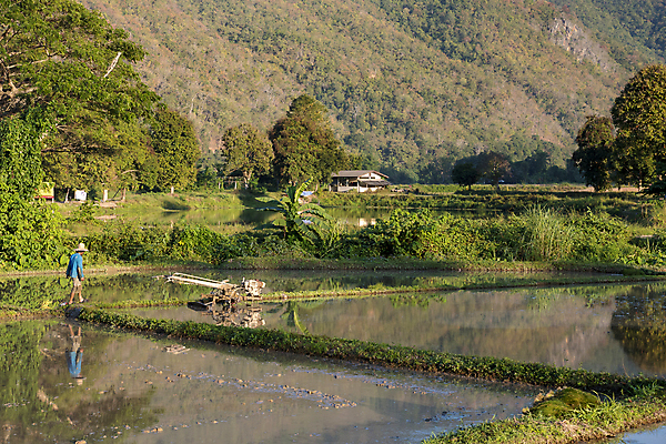 포토 JPG 해외이미지 나무 식물 전통 아시아 문화 음식 여행 백그라운드 농업 노래 태국 자연 하늘 밥 노동자 산 동양인 풍경 사람없음 야외 초록색 물 농장 수확 시골 농부 숲 시리얼 장면 내추럴 논밭 밭일 해외포토 자연요소 직업 나라 산업 음악 컬러 밭 논 인종 생태계 파일형식 이미지허브