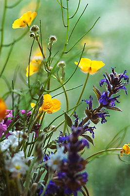 포토 JPG 해외이미지 주간 식물 꽃 분홍색 꽃다발 잎 밭 오렌지 자연 유리 아침 따뜻함 사람없음 초록색 물 파란색 빛 컬러풀 노란색 새싹 꽃병 맑음 침묵 기쁨 들꽃 터치 벚꽃 흰색 신선 항아리 허브 제비꽃 향기 냄새 부드러움 정물화 해외포토 자연요소 감정 컬러 농업 과일 재질 날씨 소리 도자기 감각 그림 생태계 파일형식 이미지허브