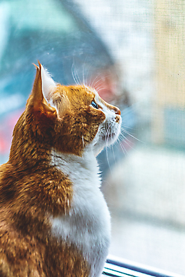 포토 JPG 해외이미지 동물 얼굴 포즈 자연 생물 수염 주택 털 피곤 사람없음 여름 반려동물 평화 고양이 침묵 꿈 마음 코 부드러움 위치 솜털 기르기 인기 총구 해외포토 계절 컨셉 포유류 건물 신체부위 소리 감각 생태계 돌봄 파일형식 이미지허브