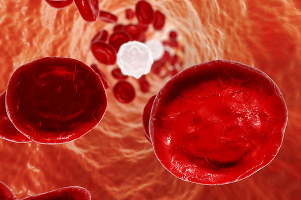 포토 JPG 해외이미지 세포 사람없음 3D 혈관 적혈구 혈구 백혈구 해외포토 장기_의학 디지털합성 파일형식 이미지허브