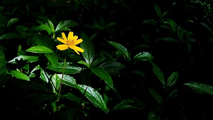 포토 JPG 해외이미지 식물 꽃잎 꽃 잎 꽃무늬 밭 자연 사람없음 야외 초록색 컬러풀 햇빛 노란색 정원 놀람 봄 수확 벚꽃 신선 황금 닫기 데이지 싱가폴 땅바닥 해외포토 계절 감정 아시아 컬러 무늬 농업 모션 바닥 표정 태양 생태계 파일형식 이미지허브