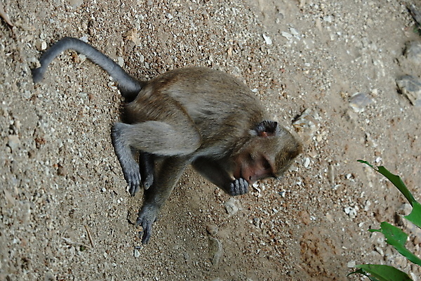 포토 JPG 해외이미지 나무 동물 응시 공원 아시아 얼굴 야생동물 음식 여행 포유류 가족 자연 털 동물원 앉기 동양인 사람없음 야외 초록색 갈색 회색 원숭이 표현 아기 숲 작음 먹기 꼬리 인도네시아 서식지 유인원 동물상 해외포토 식물 시선 공공시설 나라 컬러 관계 모션 사람 인종 신체부위 조형물 크기 생태계 파일형식 이미지허브