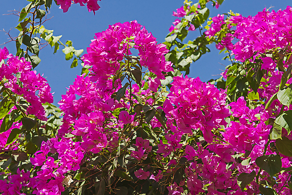 포토 JPG 해외이미지 식물 꽃 분홍색 잎 꽃무늬 자연 하늘 풍경 사람없음 야외 장식 초록색 여름 파란색 컬러풀 정원 보라색 침묵 벚꽃 나뭇가지 시골 개화 묘사 내추럴 해외포토 나무 계절 컬러 무늬 소리 생태계 파일형식 이미지허브