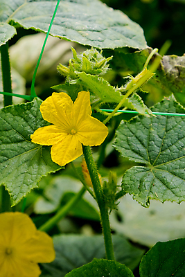 포토 JPG 해외이미지 식물 꽃잎 꽃 음식 백그라운드 잎 꽃무늬 농업 채소 자연 오이 건강 사람없음 야외 초록색 농장 노란색 새싹 정원 수확 성장 벚꽃 나뭇가지 신선 개화 닫기 유기농 밭일 해외포토 나무 웰빙 산업 컬러 무늬 모션 생태계 파일형식 이미지허브