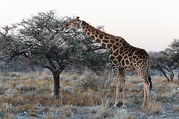 포토 JPG 해외이미지 나무 식물 동물 공원 여행 잎 겨울 패턴 포유류 아프리카 건조 숙이기 사람없음 빛 머리 환경 점 우아함 닫기 숲 큼 먹기 기린 사파리 묘사 목 제비 내추럴 나미비아 동물상 사바나 얇은 전국 해외포토 계절 공공시설 나라 포즈 컨셉 무늬 모션 조류 신체부위 조형물 크기 남아프리카 파일형식 이미지허브