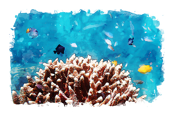 포토 JPG 해외이미지 동물 바다 일러스트 자연 수채화 사람없음 그림 섞기 해외일러스트 생태계 파일형식 이미지허브