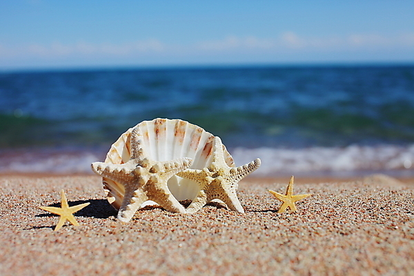 포토 JPG 해외이미지 주간 모래 불가사리 해변 사람없음 야외 여름 조개껍데기 해외포토 자연요소 계절 바다 조개 극피동물 파일형식 이미지허브