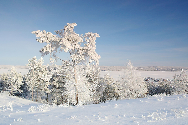 포토 JPG 해외이미지 나무 계절 겨울 자연 하늘 스키 산 주택 풍경 사람없음 목재 파란색 냉동 추위 흰색 시골 소나무 숲 언덕 시골집 서리 러시아 장면 해외포토 식물 유럽 컬러 재료 겨울스포츠 건물 생태계 파일형식 이미지허브