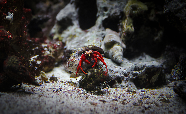 포토 JPG 해외이미지 동물 1 모래 바다 여행 자연 휴가 조개 주택 갑각류 사람없음 야외 빨간색 물 환경 게 껍질 보호 작음 암 서식지 내추럴 동물상 등딱지 생태학 이국적 집게발 해외포토 자연요소 교육 컬러 컨셉 어패류 건물 조형물 질병 크기 생태계 파일형식 이미지허브