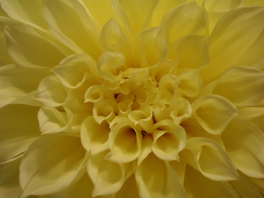 포토 JPG 해외이미지 식물 1 꽃잎 꽃 문화 잎 꽃무늬 자연 국화 사람없음 장식 여름 머리 정원 성장 흰색 신선 개화 우아함 달리아 묘사 오브젝트 싱글 유기농 원예 향기 내추럴 고립 해외포토 웰빙 계절 컬러 컨셉 무늬 취미 신체부위 생태계 냄새 파일형식 이미지허브