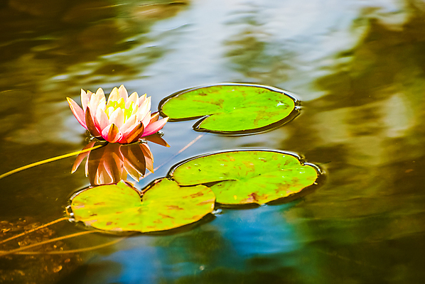 포토 JPG 해외이미지 식물 꽃잎 꽃 분홍색 잎 자연 사람없음 초록색 물 파란색 벚꽃 연못 개화 복숭아 내추럴 해외포토 자연요소 컬러 과일 생태계 파일형식 이미지허브