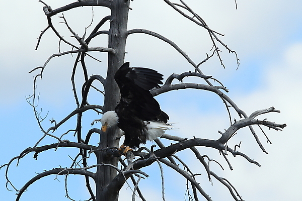 포토 JPG 해외이미지 주간 나무 야생동물 사람없음 야외 독수리 흰머리독수리 해외포토 자연요소 식물 동물 조류 파일형식 이미지허브