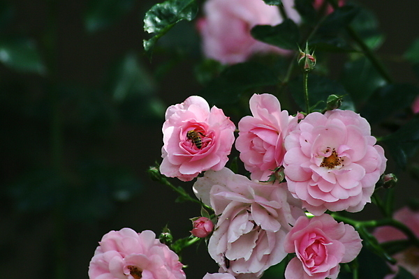 포토 JPG 해외이미지 식물 접시 꽃잎 꽃 얼굴 분홍색 꽃다발 백그라운드 비즈니스 탁자 관리 서기 사람 앉기 사람없음 목재 초록색 물 파란색 컬러풀 사무실 장미 꽃병 잡기 닫기 작음 다발 해외포토 자연요소 나무 식기 컬러 가구 재료 모션 신체부위 크기 파일형식 이미지허브