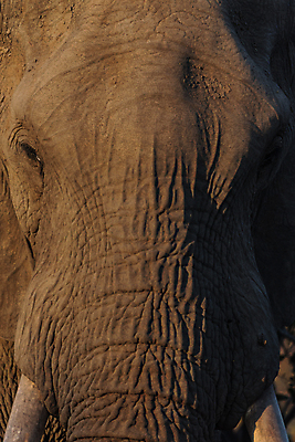 포토 JPG 해외이미지 동물 공원 도로 야생동물 모래 여행 포유류 아프리카 자연 코끼리 사람없음 야외 빨간색 세로 초록색 관광지 산책 탐험 치아 큼 사파리 황소 상아 나미비아 옛날 웅장함 전국 해외포토 공공시설 나라 길 컬러 교통시설 휴식 소화기관 소 크기 생태계 남아프리카 파일형식 이미지허브