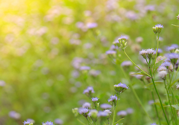 포토 JPG 해외이미지 식물 꽃 행복 백그라운드 밭 농업 자연 추상 풍경 사람없음 야외 장식 초록색 여름 파란색 빛 컬러풀 햇빛 농장 정원 보라색 스파 봄 수확 벚꽃 시골 신선 개화 소프트포커스 숲 제비꽃 아로마테라피 내추럴 밭일 많음 해외포토 계절 감정 산업 컬러 컨셉 무늬 촬영기법 태양 생태계 테라피 파일형식 이미지허브