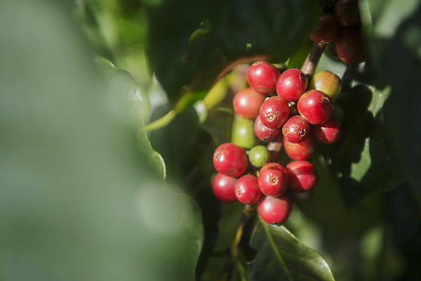 포토 JPG 해외이미지 태국 근접촬영 사람없음 원두 소프트포커스 커피농장 커피열매 해외포토 열매 아시아 커피 뷰포인트 촬영기법 농장 파일형식 이미지허브