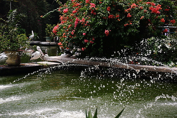 포토 JPG 해외이미지 동물 호수 야생동물 바다 백그라운드 날개 아프리카 자연 조류 낚시 어류 사람없음 야외 물 여름 수영 흰색 그룹 황무지 큼 펠리컨 깃털 부리 물새 철새 물갈퀴 내추럴 다뉴브강 동물상 식민지 해외포토 자연요소 계절 나라 컬러 레저 조형물 수중동물 수상스포츠 크기 생태계 파일형식 이미지허브