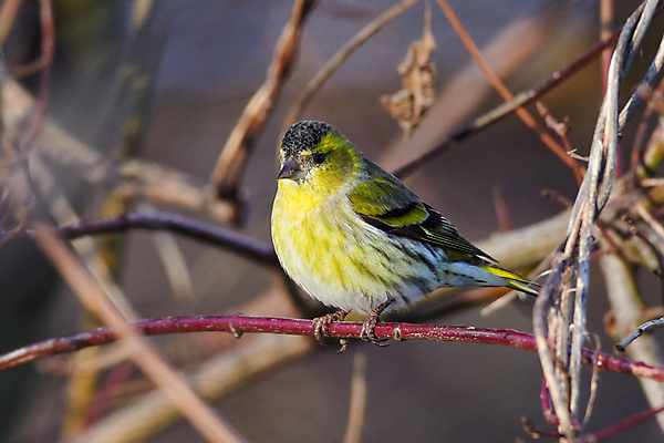 포토 JPG 해외이미지 나무 동물 공원 남자 유럽 야생동물 백그라운드 날개 자연 조류 하늘 아침 앉기 성인 사람없음 초록색 컬러풀 태양 노란색 환경 정원 새벽 나뭇가지 보호 숲 작음 깃털 생물학 부리 동물상 수유 해외포토 주간 자연요소 식물 공공시설 교육 나라 컬러 컨셉 모션 사람 조형물 크기 생태계 파일형식 이미지허브