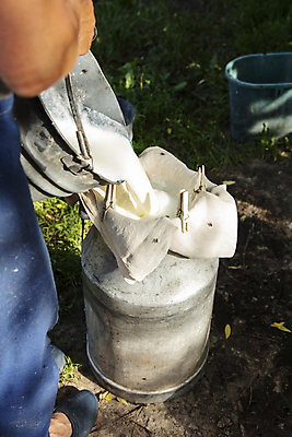 포토 JPG 해외이미지 주간 동물 직업 음료 음식 조각 곤충 결혼 재료 자연 통 건강 사람없음 야외 초록색 물 조각상 농장 세일 마을 금속 우유 흰색 신선 커튼 소 캔 맛 보호 농부 시원함 컨테이너 양동이 수납 옛날 유전자변형 프로듀서 해외포토 자연요소 산업 컬러 컨셉 농업 포유류 재질 유제품 이벤트 조형물 생태계 파일형식 이미지허브