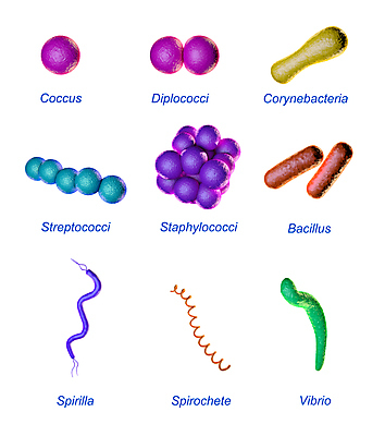 포토 JPG 해외이미지 모양 교육 문화 과학 일러스트 세포 실험 사람없음 약 3D 실험실 질병 생명공학 수집 분석 생물학 만들기 감염 전염 미생물 박테리아 곰팡이 해외일러스트 컨셉 의학 모션 생물 디지털합성 파일형식 이미지허브