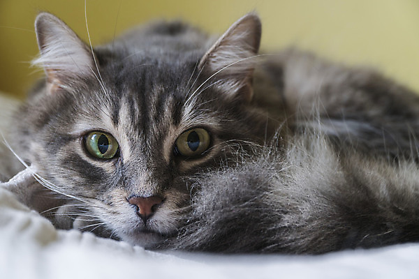 포토 JPG 해외이미지 동물 1 응시 행복 얼굴 포유류 휴식 수염 주택 털 피곤 사람없음 반려동물 귀여움 고양이 회색 침대 모피 낮잠 귀 부드러움 얼룩무늬 솜털 거짓말 안락 해외포토 시선 감정 컬러 가구 컨셉 무늬 건물 신체부위 잠 감각 파일형식 이미지허브