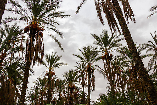 포토 JPG 해외이미지 나무 식물 여행 잎 과일 아프리카 자연 하늘 휴가 손바닥 풍경 사람없음 야외 초록색 여름 대추 내추럴 오아시스 이국적 튀니지 해외포토 손 계절 나라 컬러 생태계 파일형식 이미지허브