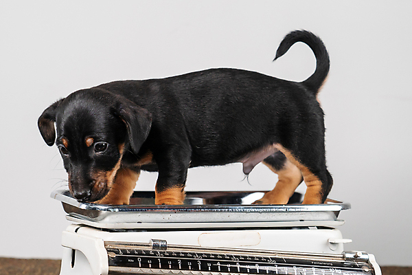 포토 JPG 해외이미지 스튜디오촬영 동물 한마리 1 라이프스타일 응시 행복 얼굴 새끼 백그라운드 친절 실내 서기 앉기 사람없음 반려동물 갈색 귀여움 검은색 우정 흰색 개 달콤 강아지 작음 테리어 부드러움 송곳니 경보 고립 돌봄 유래 해외포토 시선 감정 컬러 컨셉 포유류 모션 내부 생활 신체부위 친구 감각 맛 치아 크기 파일형식 이미지허브