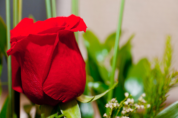 포토 JPG 해외이미지 식물 공원 꽃 분홍색 꽃다발 백그라운드 패턴 자연 사람없음 아웃포커스 장식 빨간색 초록색 태양 장미 정원 보라색 놀람 봄 카펫 덮개 흰색 만족 질감 보케 엽서 부드러움 내추럴 심기 진짜 흥미 해외포토 자연요소 계절 공공시설 감정 컬러 컨셉 무늬 모션 촬영기법 표정 뚜껑 감각 편지 생태계 파일형식 이미지허브