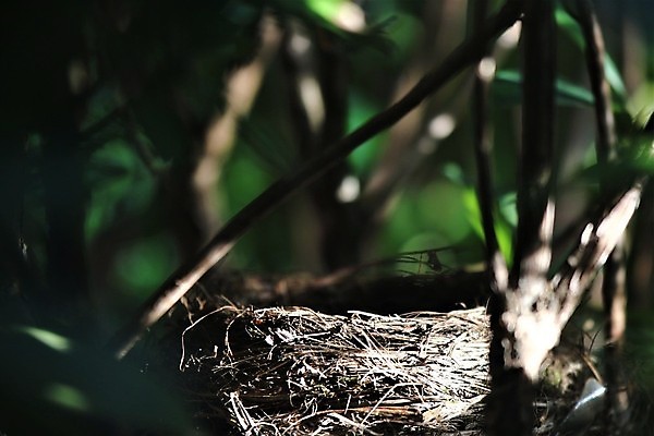 포토 JPG 해외이미지 식물 공원 야생동물 자연 조류 사람없음 야외 정원 둥지 진달래 해외포토 동물 공공시설 꽃 생태계 파일형식 이미지허브