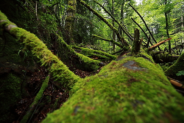포토 JPG 해외이미지 길 잎 자국 아침 날씨 풍경 사람없음 가로 평화 트래킹 하이킹 젖음 탐험 안개 황무지 열대우림 즐거움 명상 뿌리 공상 탐사 땅바닥 방법 아마존 양치류 파라다이스 해외포토 주간 식물 감정 컨셉 레저 바닥 숲 파일형식 이미지허브