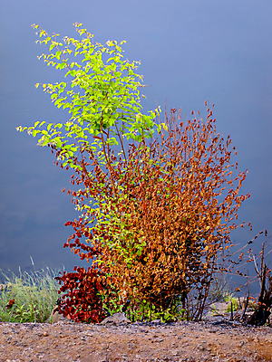 포토 JPG 해외이미지 나무 식물 계절 잎 오렌지 자연 벽지 건조 풍경 사람없음 빨간색 초록색 여름 환경 시골 뜨거움 내추럴 기후변화 멀티 해외포토 컬러 과일 날씨 변화 생태계 파일형식 이미지허브