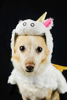 포토 JPG 해외이미지 스튜디오촬영 동물 응시 행복 새끼 무지개 포유류 휴가 뿔 앉기 사람없음 반려동물 장난감 파티 생일 유머 개 강아지 작음 옷입기 변장 송곳니 고립 기르기 유니콘 특별함 해외포토 자연요소 시선 기념일 감정 컨셉 모션 실내 이벤트 치아 크기 돌봄 파일형식 이미지허브