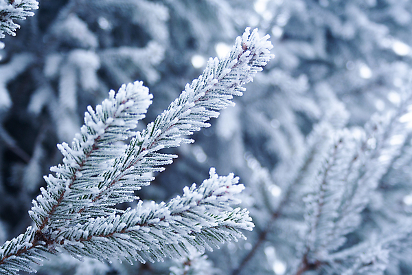 포토 JPG 해외이미지 나무 식물 계절 백그라운드 크리스마스 겨울 자연 하늘 날씨 휴가 새로움 풍경 사람없음 야외 목재 초록색 냉동 얼음 추위 흰색 나뭇가지 눈송이 닫기 숲 12월 크리스탈 연도 묘사 서리 장면 상록수 침엽수 전나무 1월 내추럴 2월 눈내림 가문비나무 해외포토 자연요소 기념일 컬러 컨셉 재료 모션 눈_날씨 날짜 광석 생태계 파일형식 이미지허브
