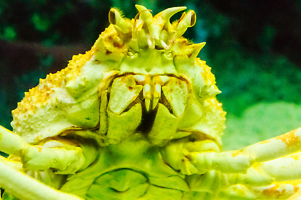 포토 JPG 해외이미지 동물 산업 음식 바다 백그라운드 재료 건강 갑각류 어류 요리 사람없음 일본 냉동 검은색 식사 추위 게 신선 시장 고급 큼 왕 지중해 먹기 가득함 홋카이도 수족관 암 거인 알래스카 내추럴 광 깊이 발톱 이국적 해외포토 아시아 컬러 컨셉 모션 발 미국 수중동물 질병 크기 파일형식 이미지허브