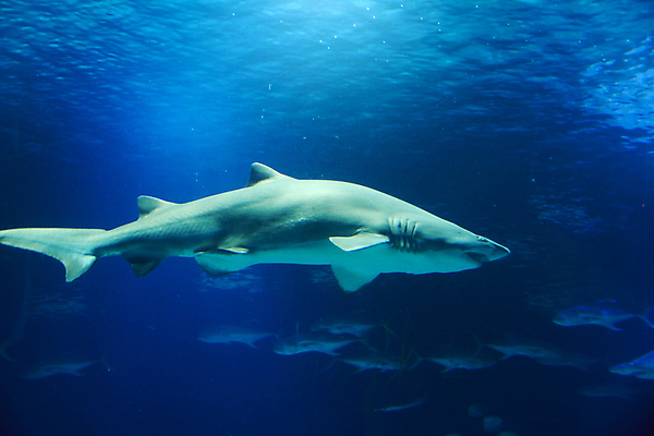 포토 JPG 해외이미지 동물 야생동물 바다 포유류 아프리카 자연 어류 사람없음 물 파란색 카메라 수중 수영 흰색 닫기 치아 잠수부 위험 무서움 망토 사진사 고래 다이빙 육식동물 지느러미 태평양 상어 암초 턱 몰디브 깊이 남아프리카 동물상 서쪽 해외포토 자연요소 감정 나라 아시아 컬러 컨셉 모션 전자제품 조형물 수중동물 수상스포츠 소화기관 전문직 방향 작가 생태계 수중스포츠 파일형식 이미지허브